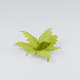 QM_Fern_2