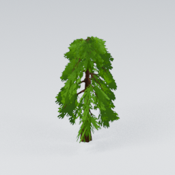 QM_GiantPine_1