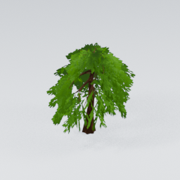 QM_GiantPine_3