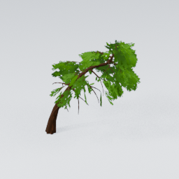 QM_GiantPine_5