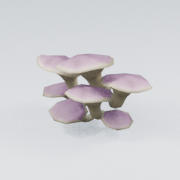 QM_Mushroom_Oyster