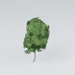 QU_BirchTree_1