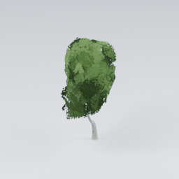 QU_BirchTree_2