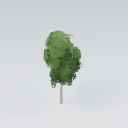 QU_BirchTree_3