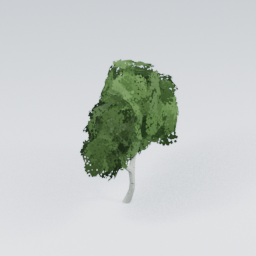 QU_BirchTree_4