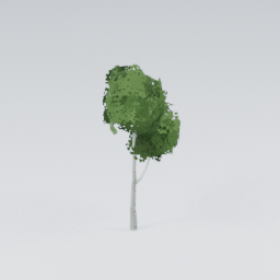 QU_BirchTree_5