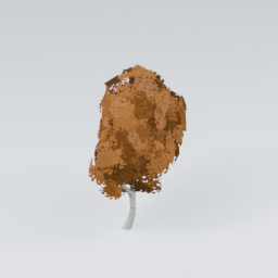 QU_BirchTree_Autumn_1
