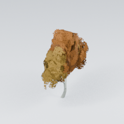 QU_BirchTree_Autumn_4