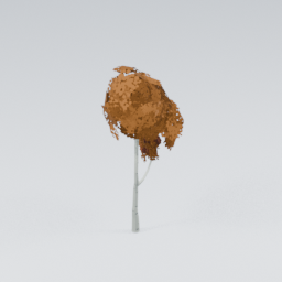 QU_BirchTree_Autumn_5