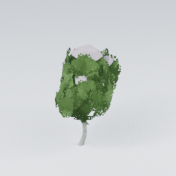 QU_BirchTree_Snow_1
