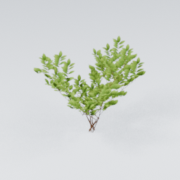 QU_Bush_2