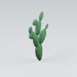 QU_Cactus_4
