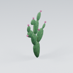 QU_CactusFlowers_4