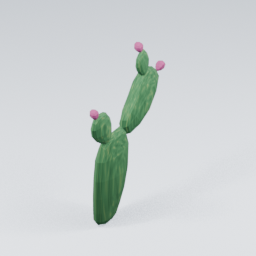QU_CactusFlowers_5