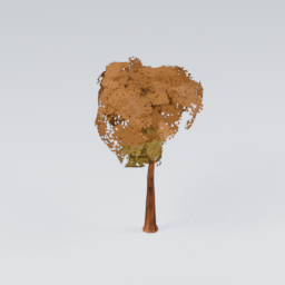 QU_CommonTree_Autumn_4