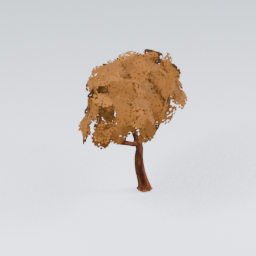 QU_CommonTree_Autumn_5
