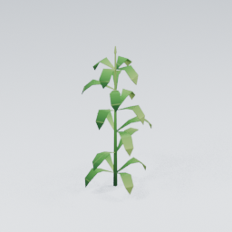 QU_Corn_1