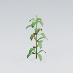 QU_Corn_2