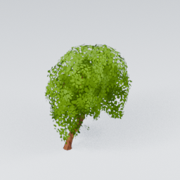 QU_Willow_2