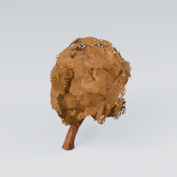 QU_Willow_Autumn_3