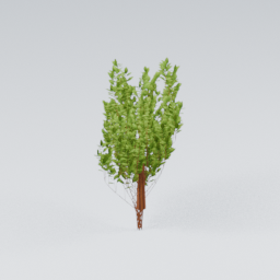 ShrubTall01