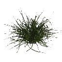 3DGardenPlants_Themeda_triandra_01_1_LP
