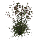 3DGardenPlants_Themeda_triandra_01_2_LP