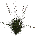 3DGardenPlants_Themeda_triandra_01_3_LP