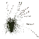 3DGardenPlants_Themeda_triandra_01_4_LP