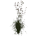 3DGardenPlants_Themeda_triandra_01_5_LP