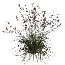 3DGardenPlants_Themeda_triandra_01_6_LP