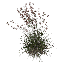 3DGardenPlants_Themeda_triandra_01_7_LP