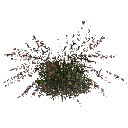 3DGardenPlants_Themeda_triandra_01_8_LP