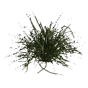 3DGardenPlants_Themeda_triandra_01_1