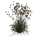 3DGardenPlants_Themeda_triandra_01_2