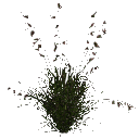 3DGardenPlants_Themeda_triandra_01_3