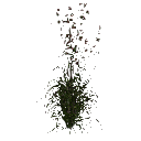 3DGardenPlants_Themeda_triandra_01_5