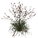 3DGardenPlants_Themeda_triandra_01_6