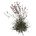 3DGardenPlants_Themeda_triandra_01_7