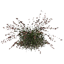 3DGardenPlants_Themeda_triandra_01_8