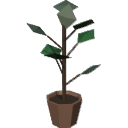 LI31_Indoor_Ficus_Plant