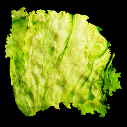 Lettuce