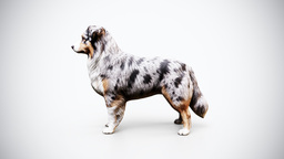 Australian Shepherd Rigged