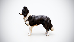 Border Collie Rigged