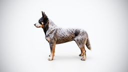 Australian Cattle Dog Rigged