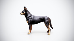 Australian Kelpie Rig