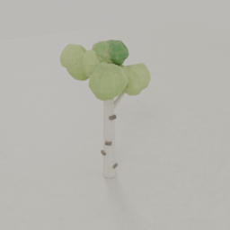 Birch