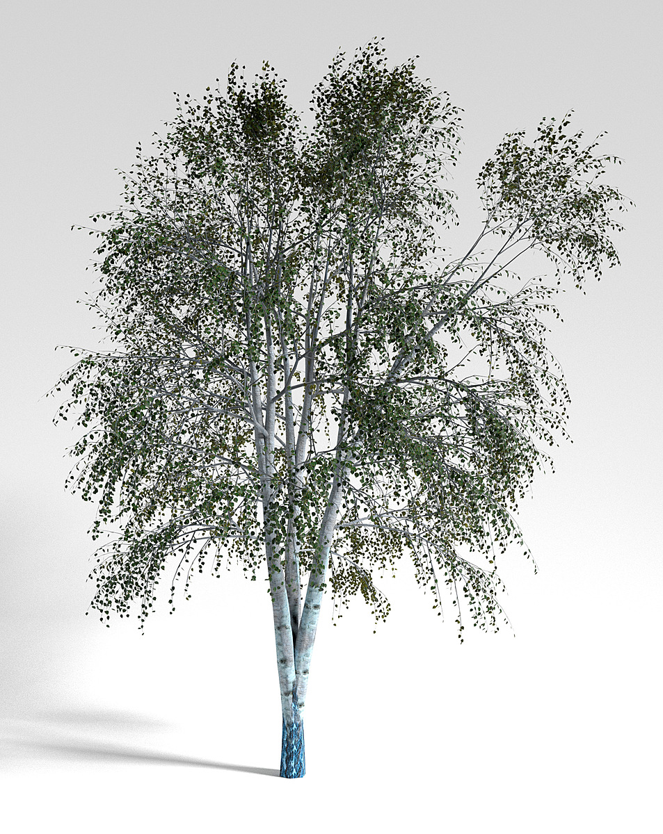 Birch tree - Superhive (formerly Blender Market)