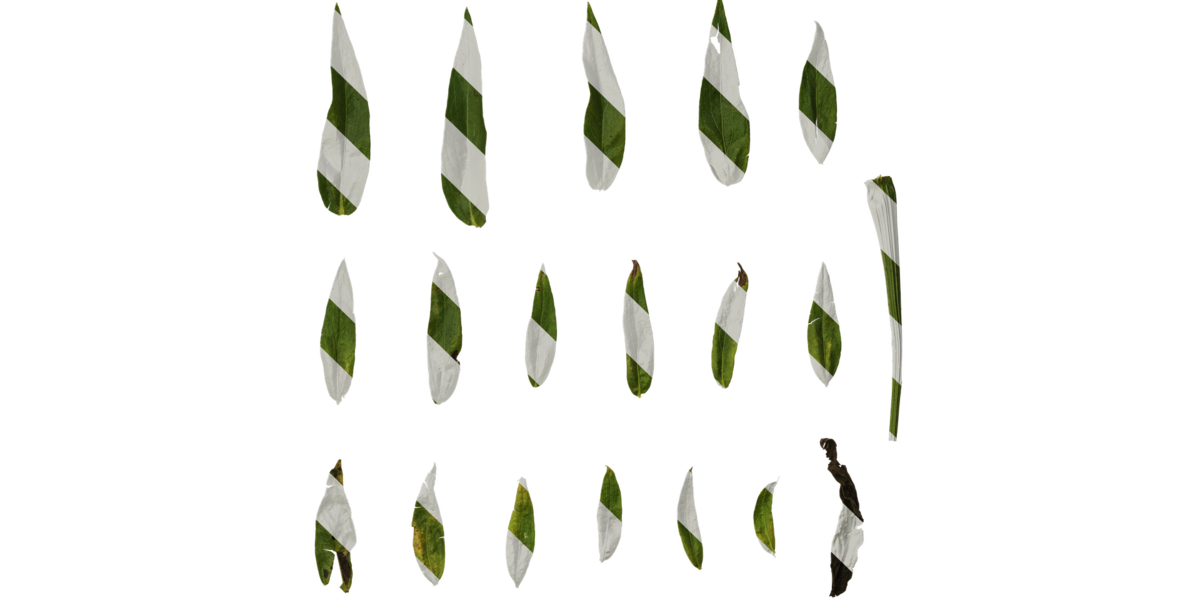 Anydrafts Centaurea americana Leaf 01 Texture - Superhive (formerly ...