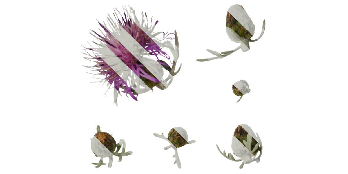 Anydrafts Centaurea gymnocarpa Flower 01 Texture - Superhive (formerly ...